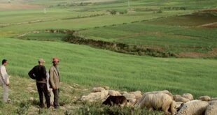 Melkisation de terres collectives dans le Gharb et le Haouz: L'Agence MCA-Morocco et le CAM se mobilisent pour l'éducation financière