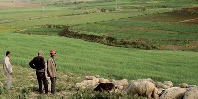 Melkisation de terres collectives dans le Gharb et le Haouz: L'Agence MCA-Morocco et le CAM se mobilisent pour l'éducation financière